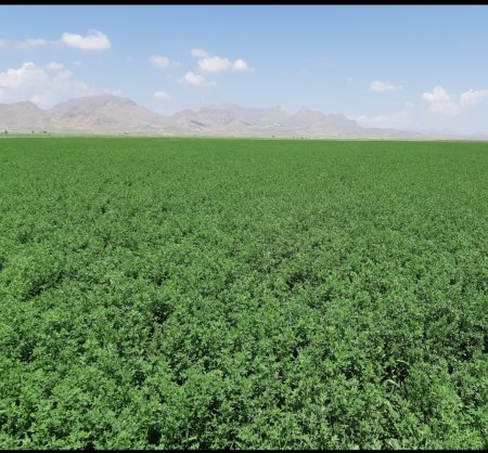 یونجه